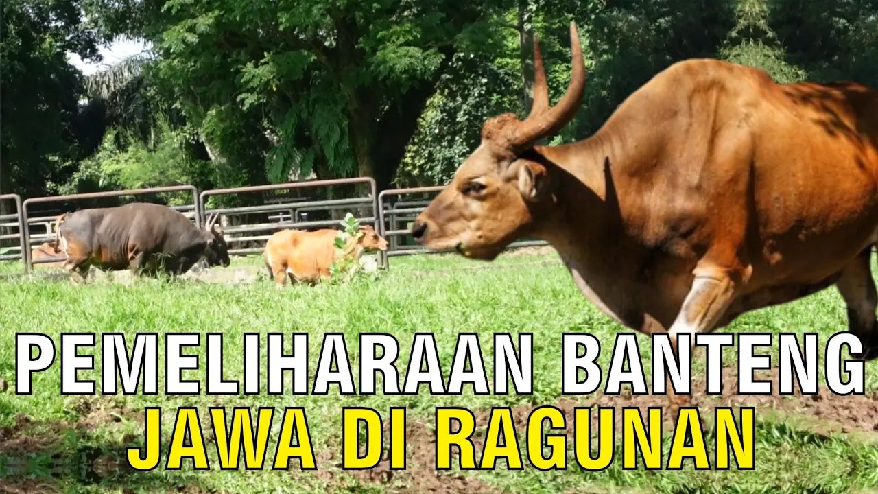 
                                 Proses-Pemeliharaan-Banteng-Jawa-Di-Taman-Margasatwa-Ragunan-Jakarta